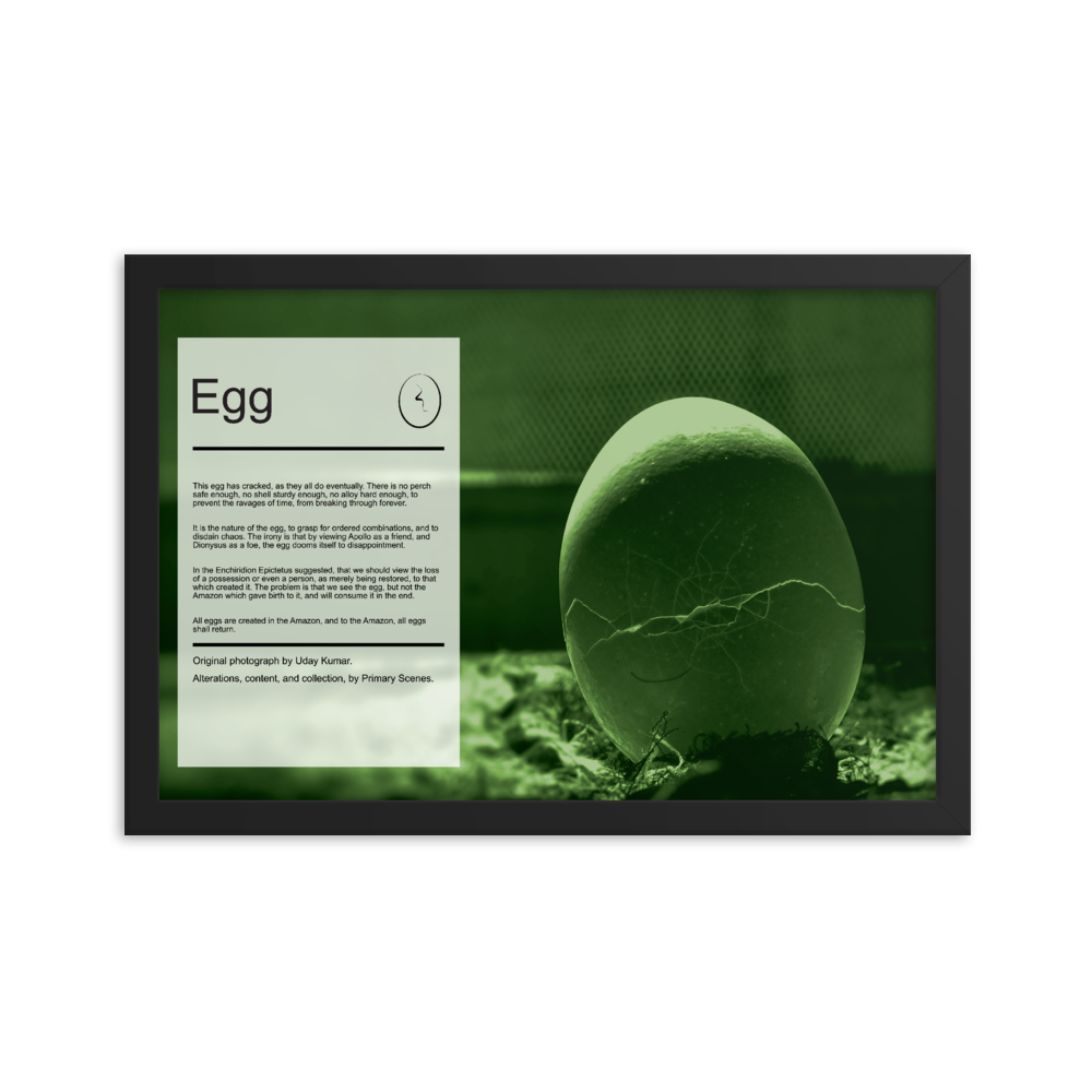 Egg Image Collection – Primary Scenes